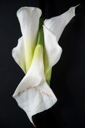 Three white Calla Lilies two upright and on inverted with red cross stitches