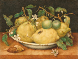 Painting of a bowl of five lemons with a bee 1640s